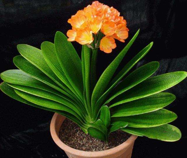 12星座专属什么植物好养,十二星座最适合养什么植物花