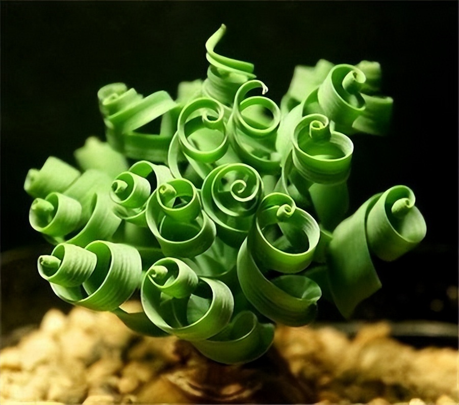 8种多肉太上头，外形独特又可爱，让人直呼太有趣了