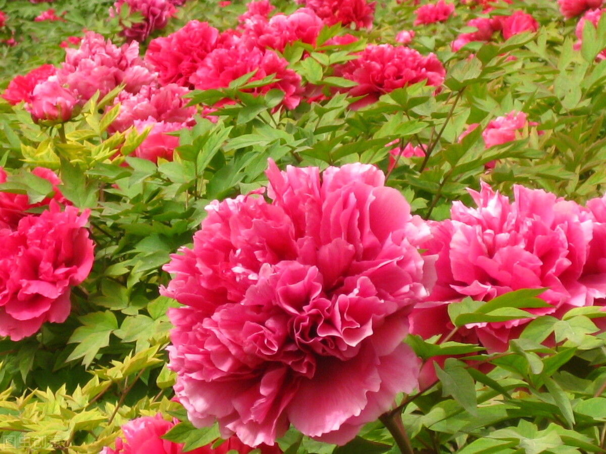 四大名花象征的品格,各种花的寓意和象征意义