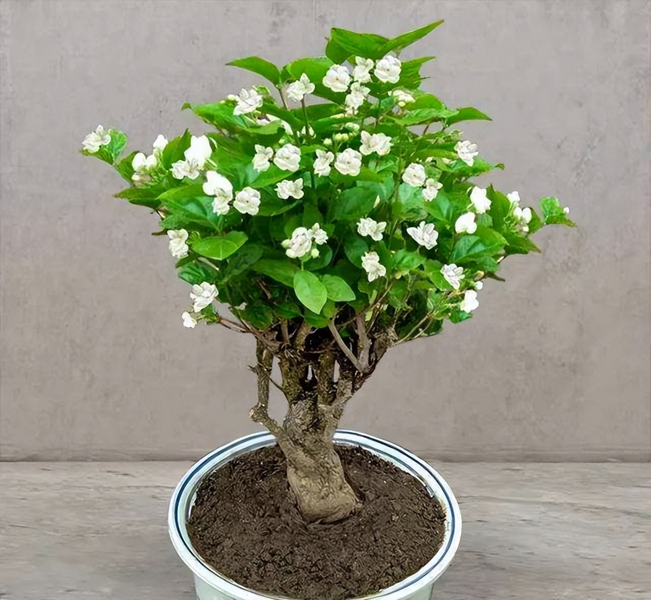 十种最吉利的吉祥花图片,什么花好看好养寓意好