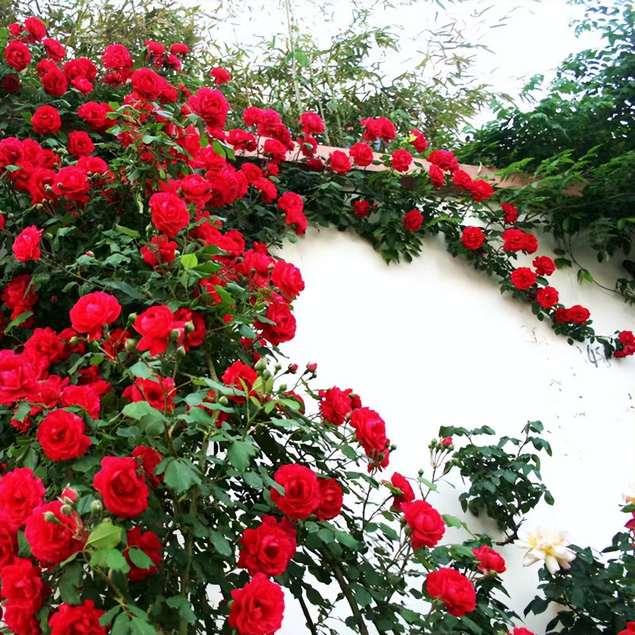 阳台虽小，但是也很漂亮！种上两棵红木香，香气浓、花开艳丽