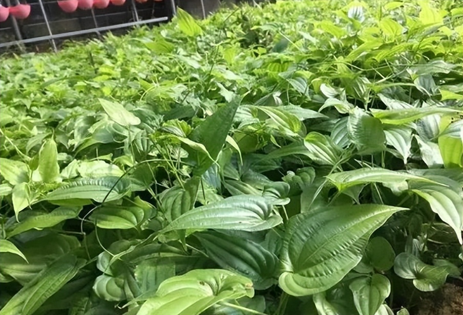 每天学一味中药百部,一味中药百部图片及功效