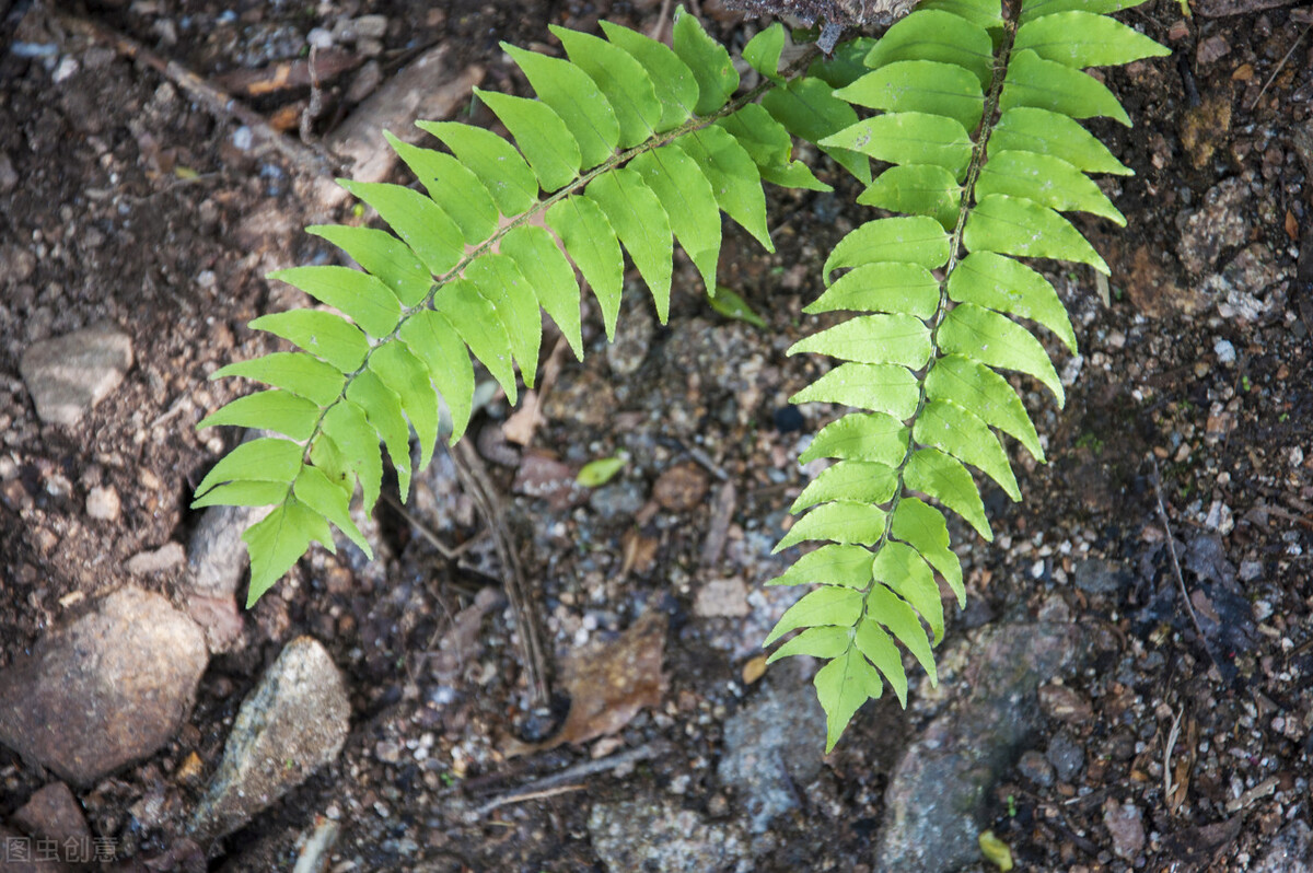 贯众清热解毒,贯众汤的中成药