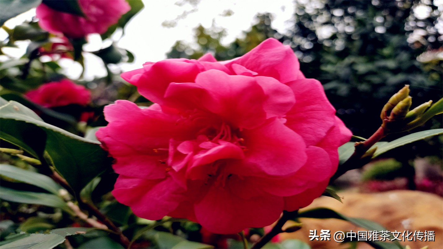 几缕茶香,一壶清茶几缕阳光几分优雅