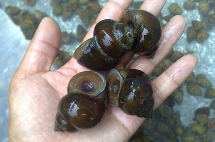 上海多地出现巨型老鼠新闻报道,上海老鼠最小的有10斤是真的吗