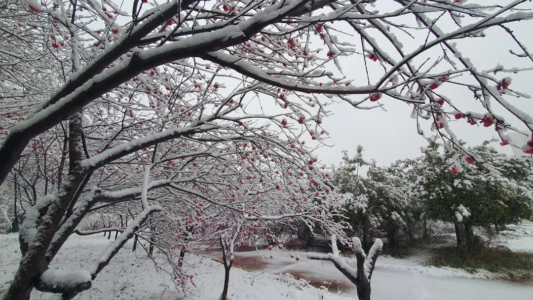 下雪绝美诗词,十首绝美下雪诗词