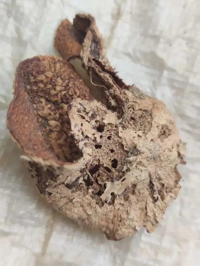 陈皮虫蛀怎么办,新会陈皮果怎么处理