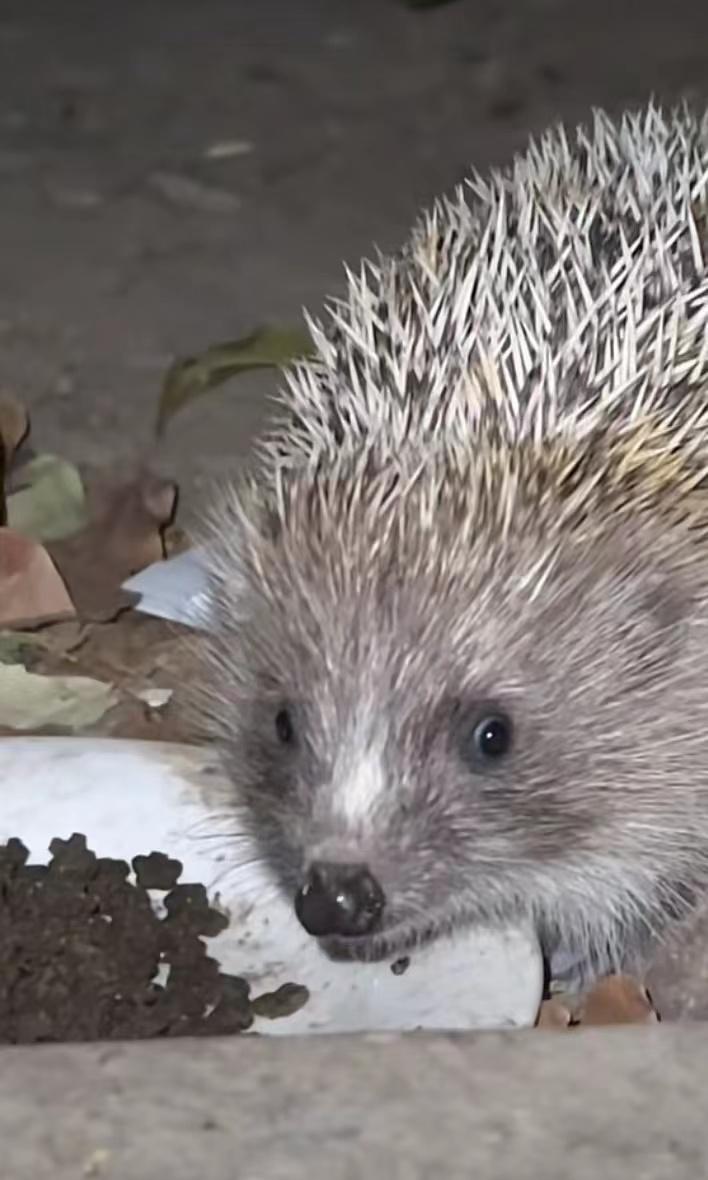 女子每日投喂流浪猫,网友投喂流浪猫引来一群猫后续