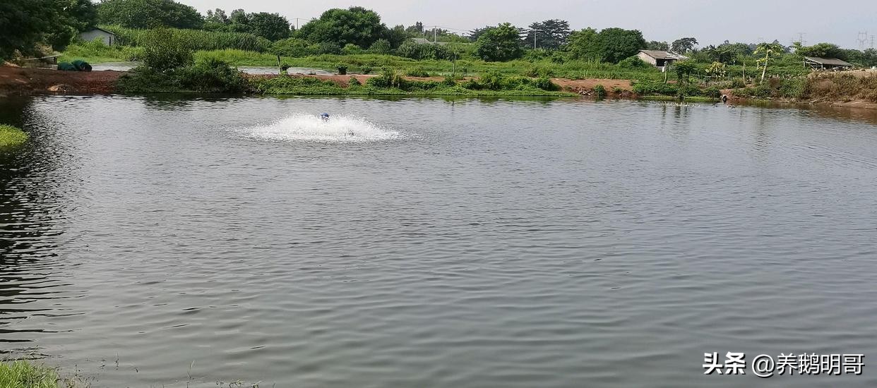 赤壁50亩鱼塘承包费一年要多少钱,25亩鱼塘承包要多少租金