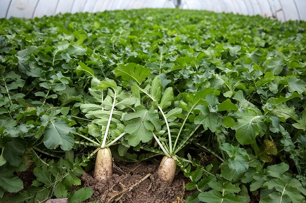 50亩地种树3年能赚200多万,一个农场种菜种绿植一年挣多少