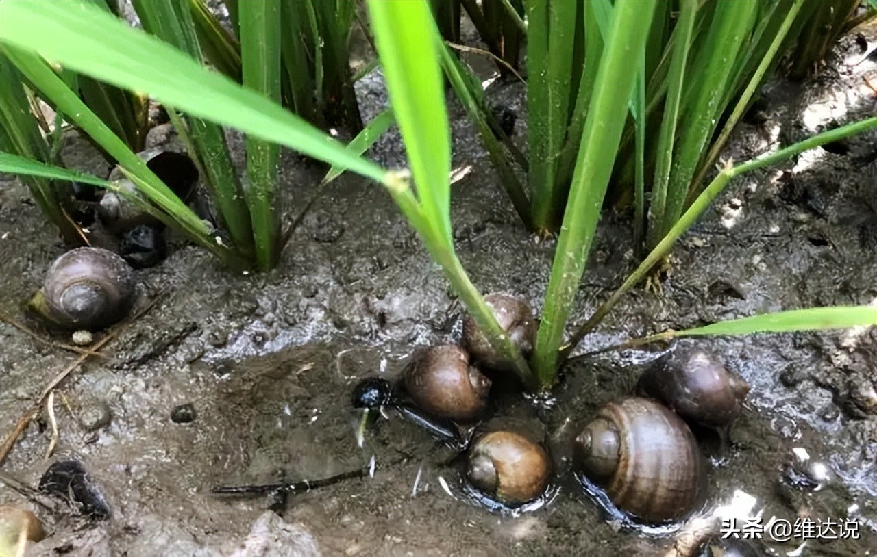 外来生物入侵鳄雀鳝怎么出现的,图说外来入侵物种鳄雀鳝