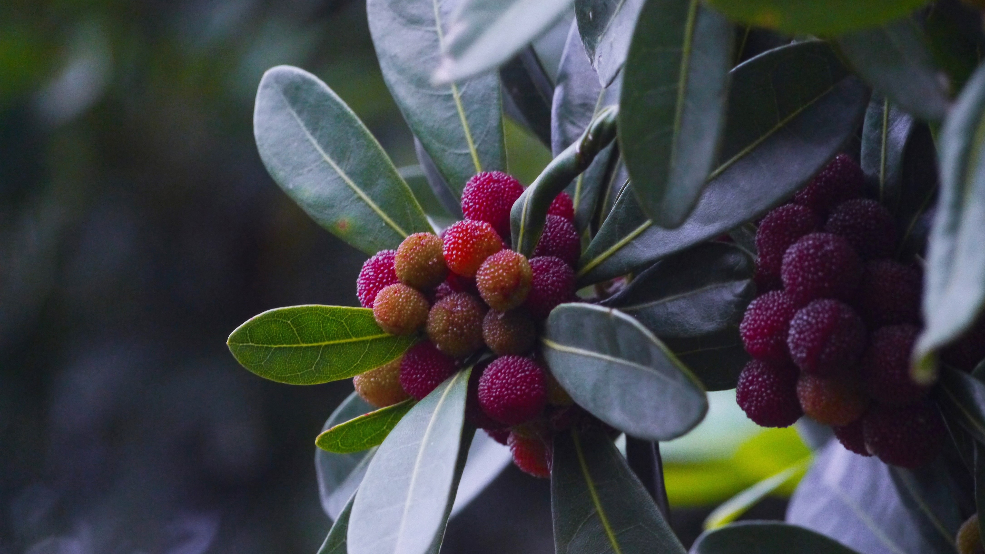 夏天吃哪些既清凉又健康水果,夏天到了这4种水果可多吃消暑