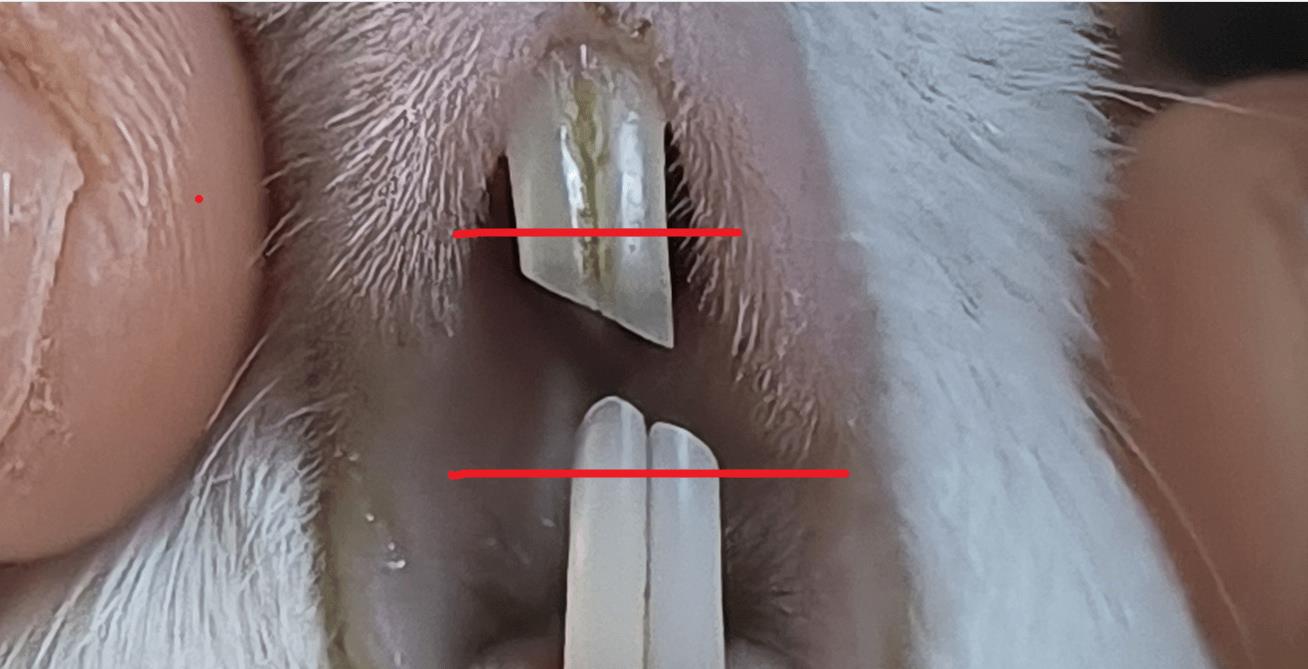 豚鼠呼吸道与肠胃病怎样预防,豚鼠消化疾病