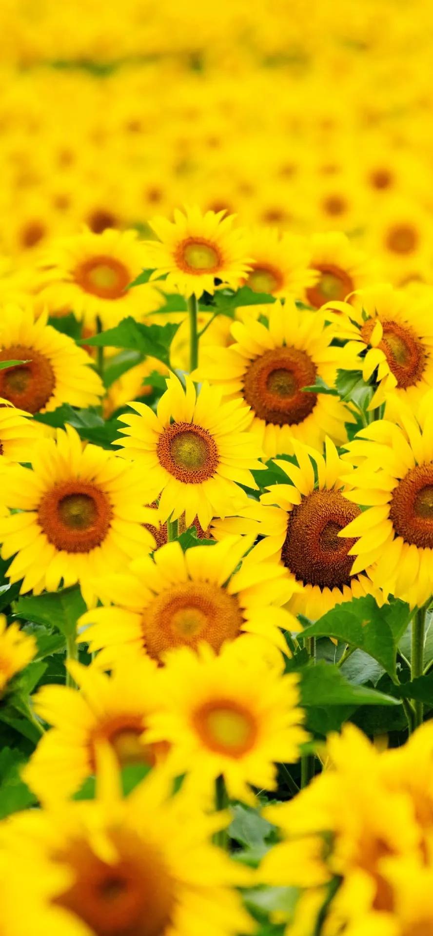 超高清海洋沙滩风景壁纸全屏,湛蓝的海水海滩风景高清壁纸