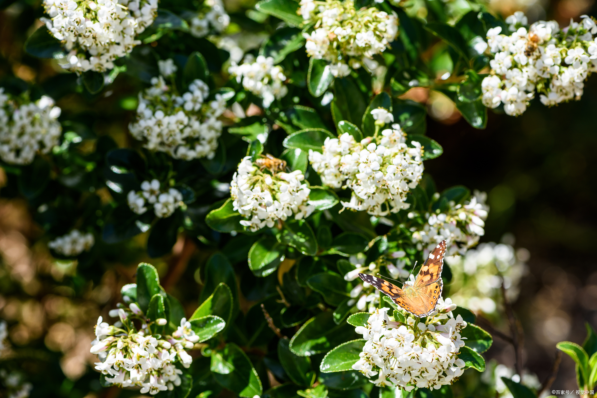 为什么石楠花那么臭还要种,石楠花那么臭为什么到处种