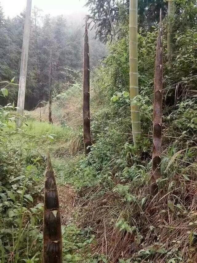 【原创】散文·江南春笋