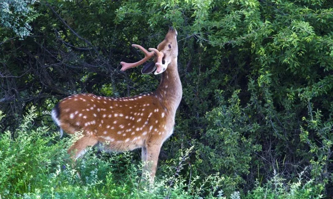 川西阿坝旅游详细攻略地图,川西阿坝旅游攻略三天