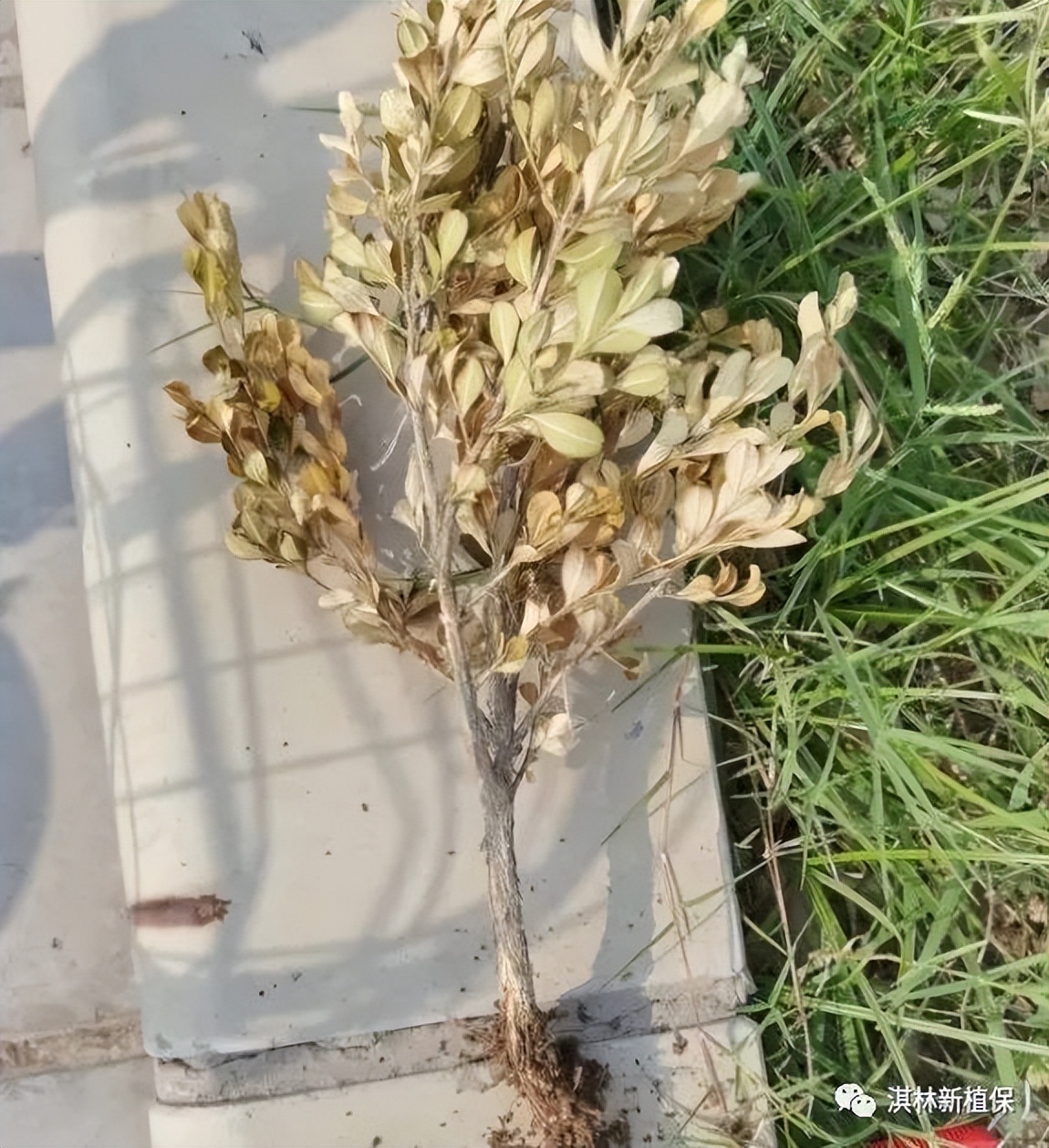 黄杨枝干白絮病,如何判断黄杨是根腐病