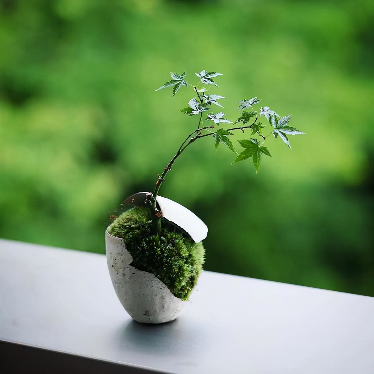 为什么苔藓养不活,苔藓为何养不活