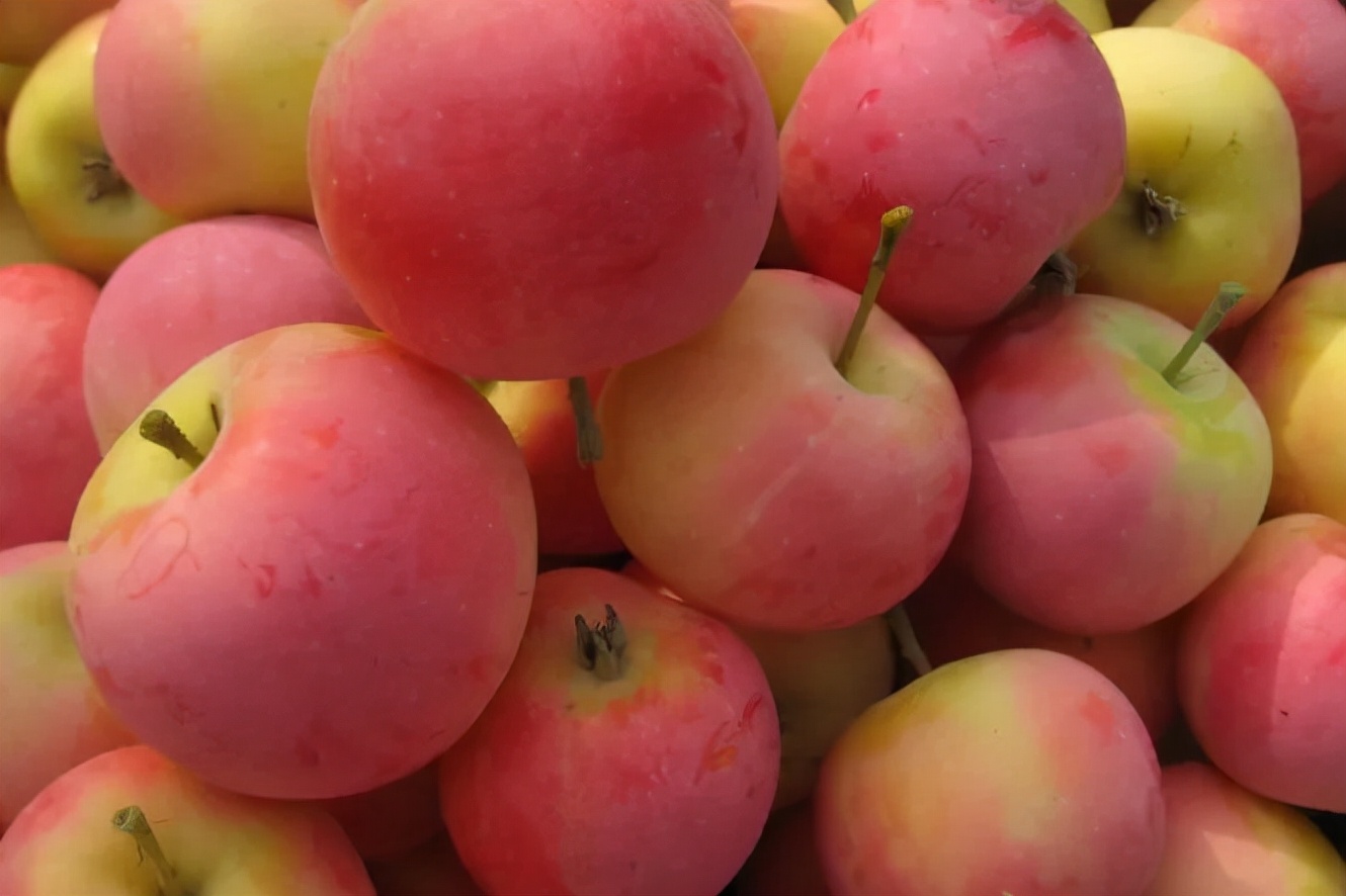 蔷薇科水果是什么,蔷薇亚科著名水果