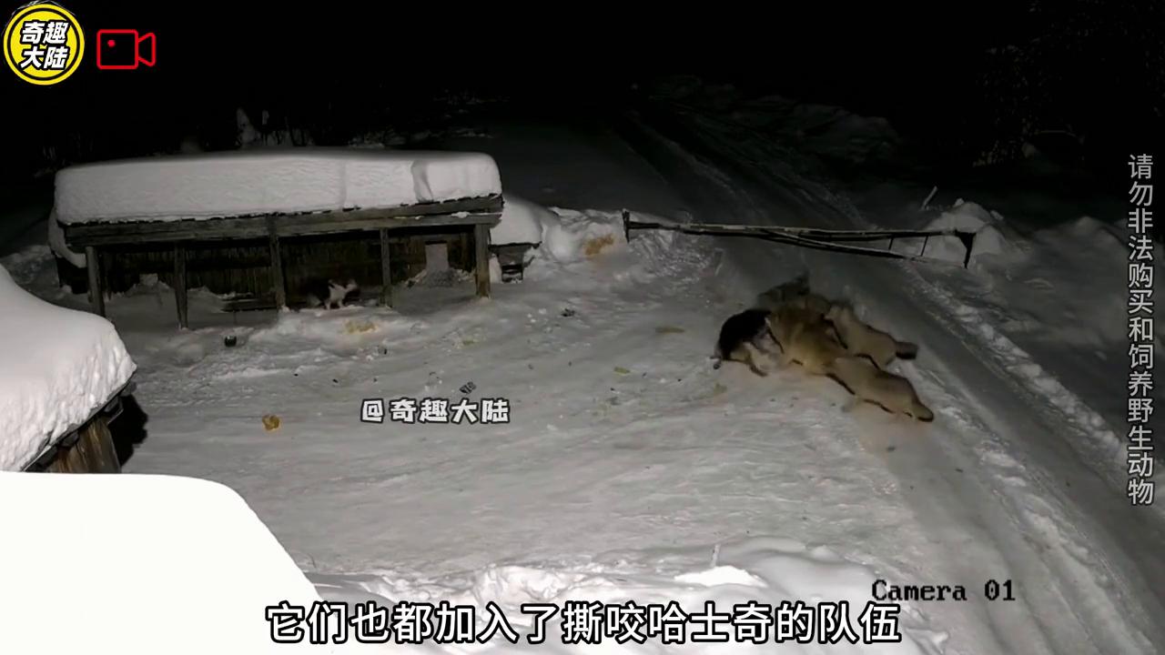 六匹北美灰狼夜袭看门犬，哈士奇被强拉硬拽拖走