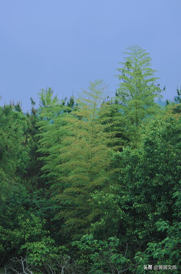 武汉夏天自驾游推荐,夏日避暑武汉出发3-5天自由行攻略