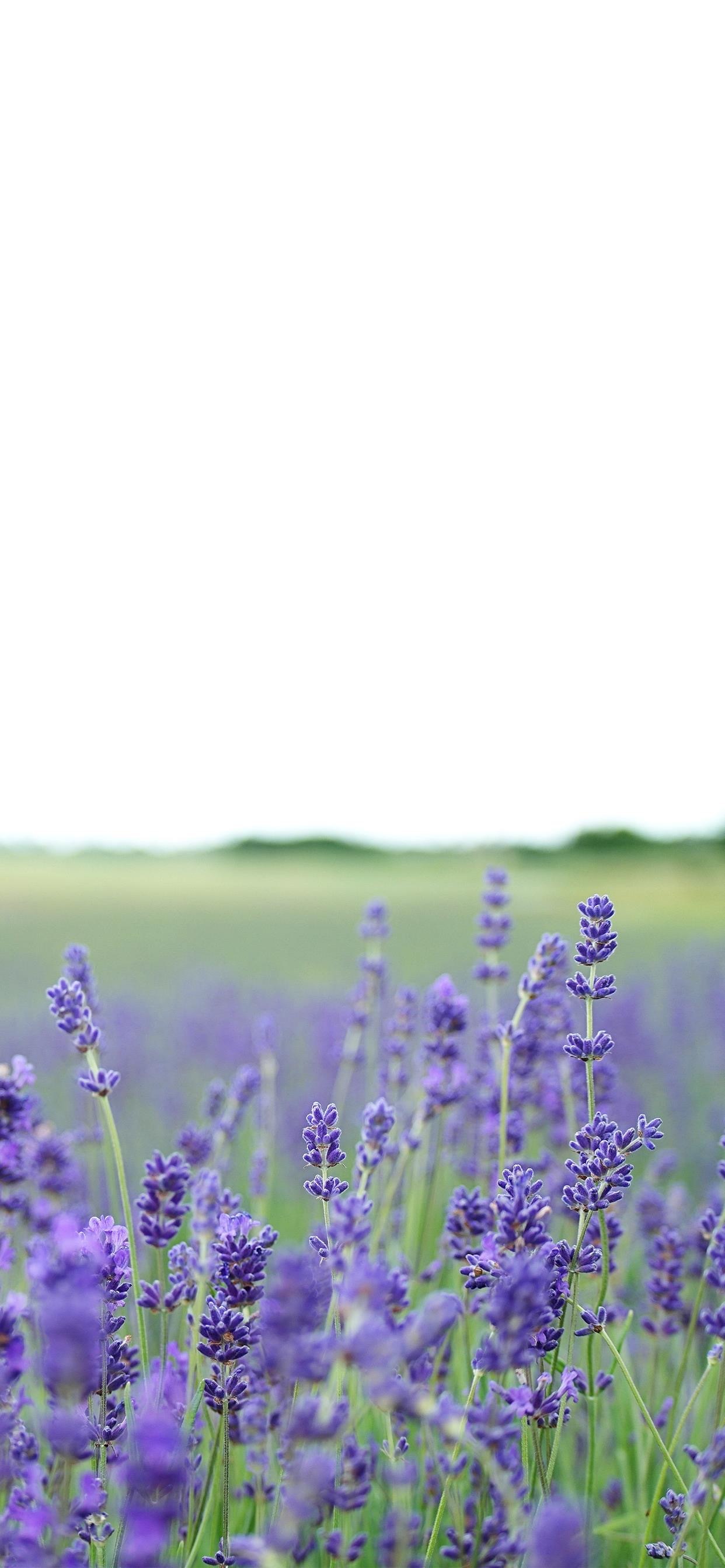 iphone13promax手机壁纸推荐,iphone13promax壁纸动态