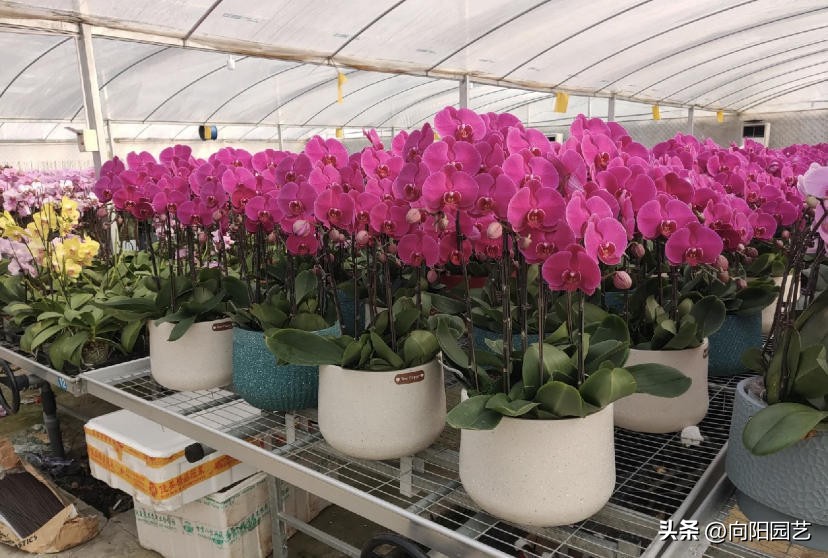 蝴蝶兰现在在市场上卖多少钱一盆,蝴蝶兰多少钱一盆哪里有卖