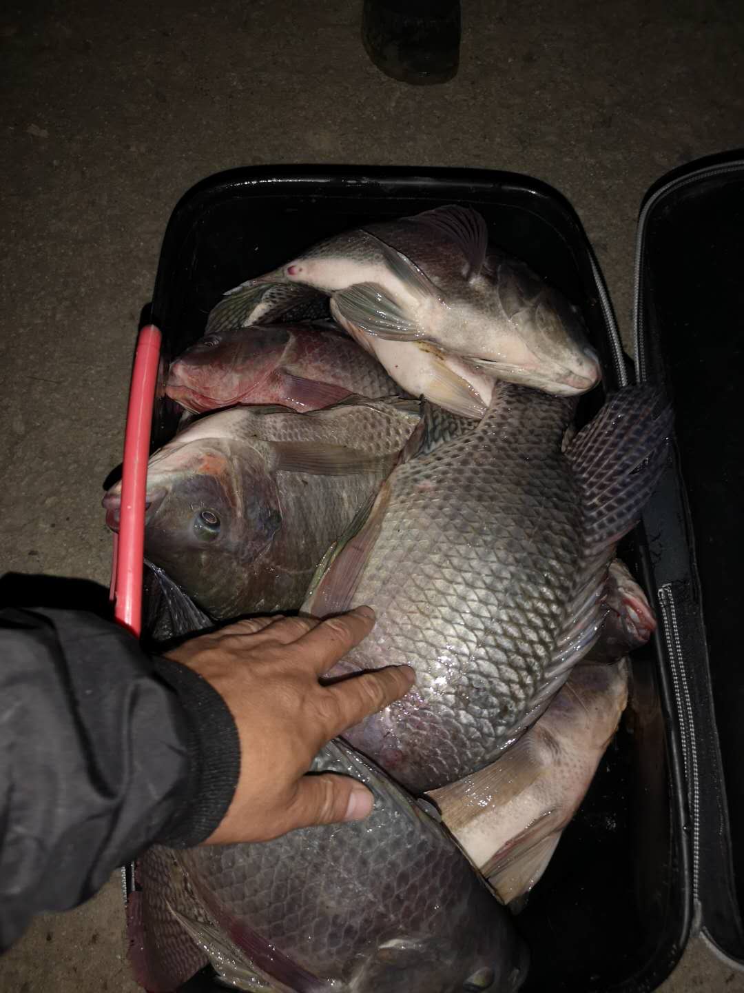 夜钓浮漂上色方法图片大全,夜钓鱼最好的季节