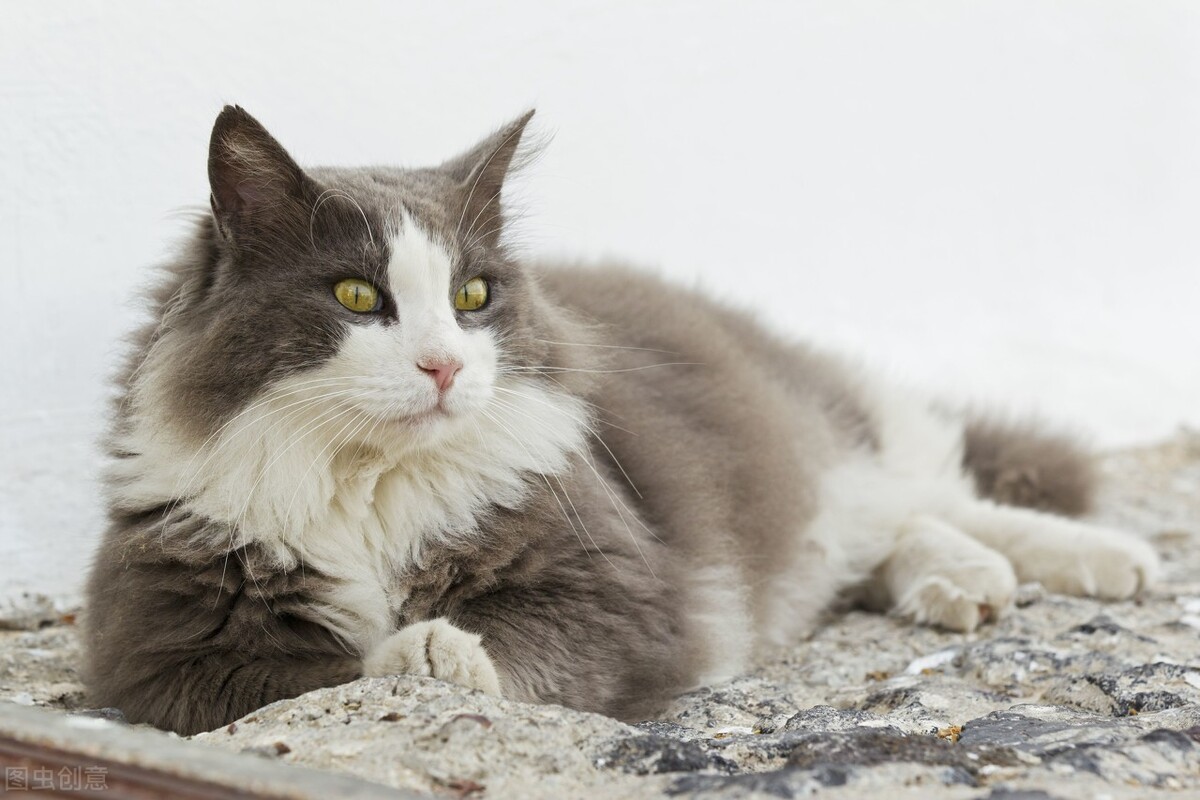 母猫乳腺炎症状治疗方法,母猫乳腺炎