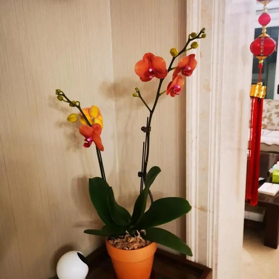 4种贵气花越养越旺家,家养3种富贵花福气好运挡不住