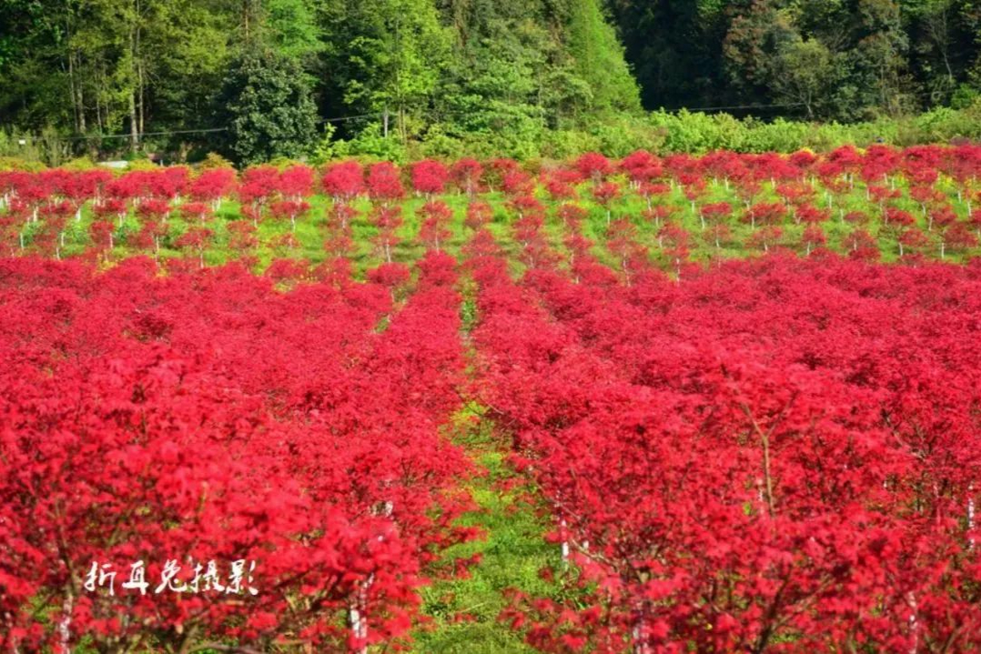 成都千亩红枫,成都看红枫叶