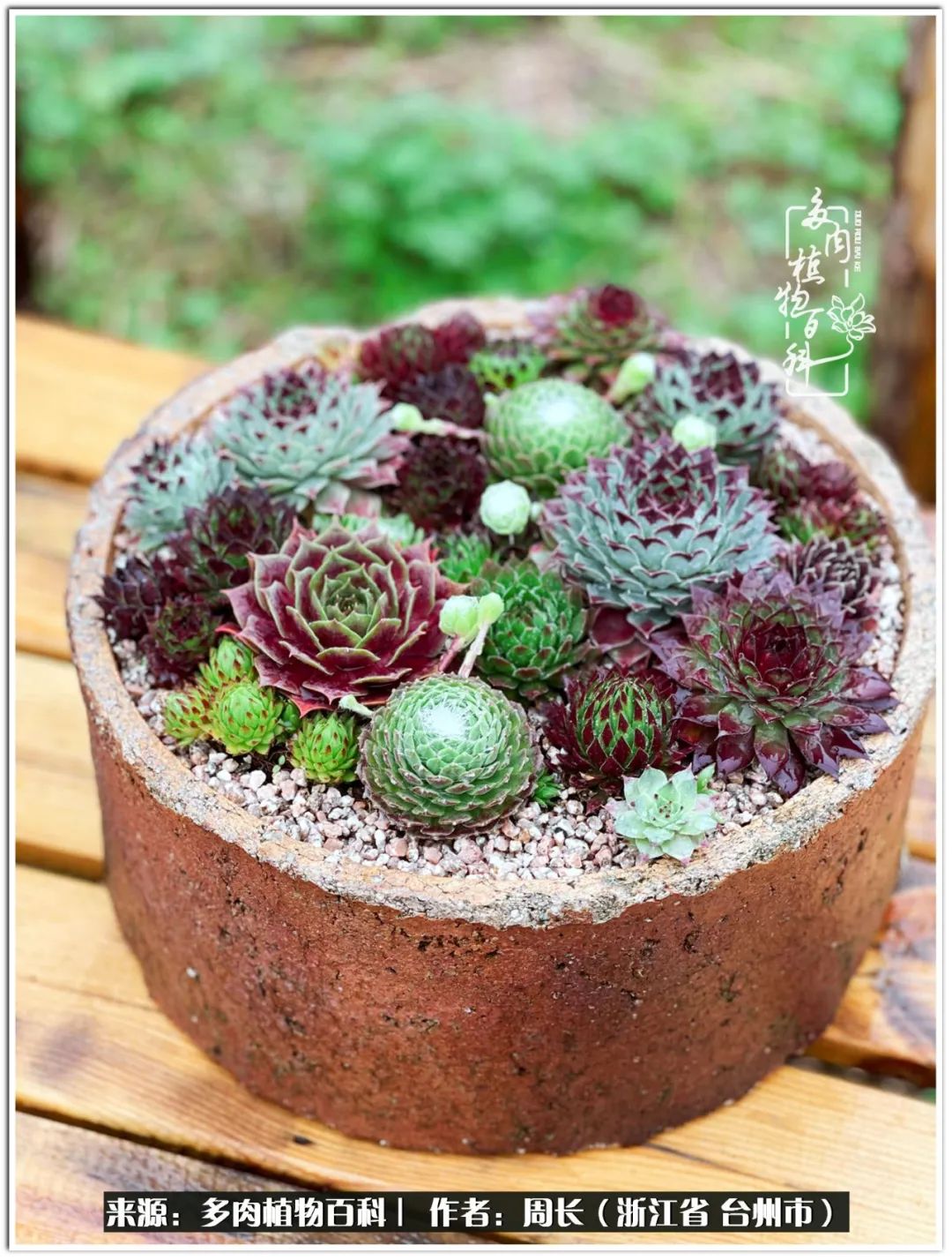 云南树脂粘土多肉组合拼盘创意,多肉拼盘的五个要点是什么