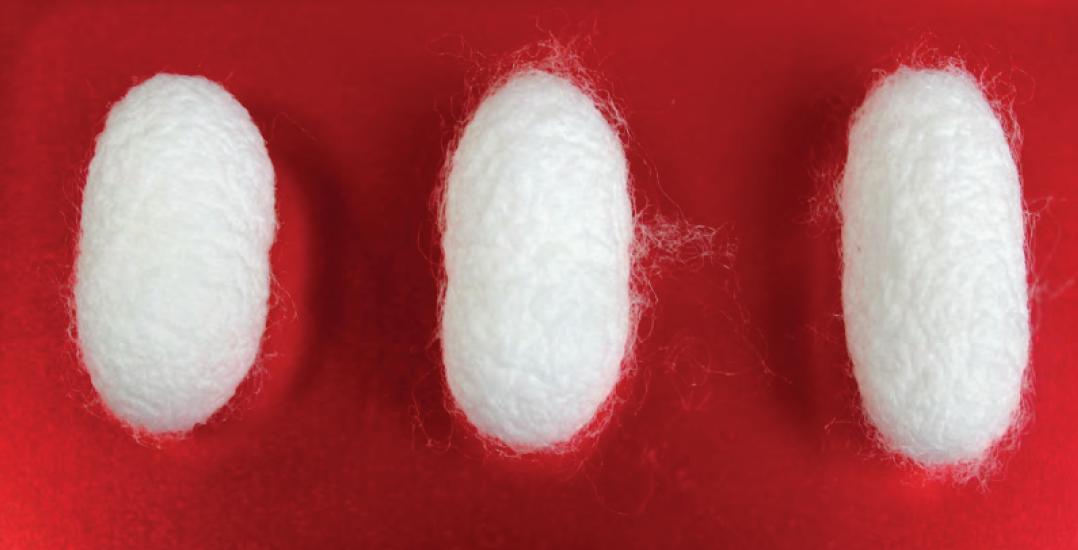 蚕为什么怕香味,为什么有的桑叶蚕不喜欢吃呢