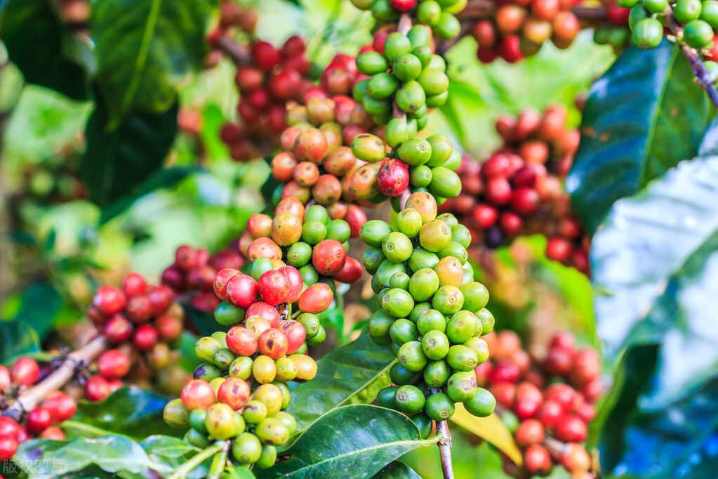 咖啡豆有哪几种烘焙方法,咖啡馆要准备哪几种咖啡豆