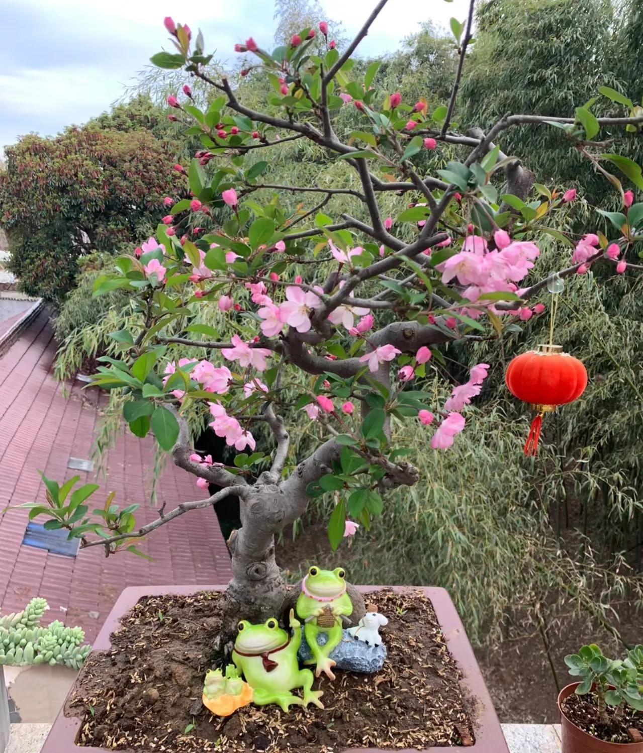 门前种三种树会富三代指哪三种树,家里有三种树有什么说法