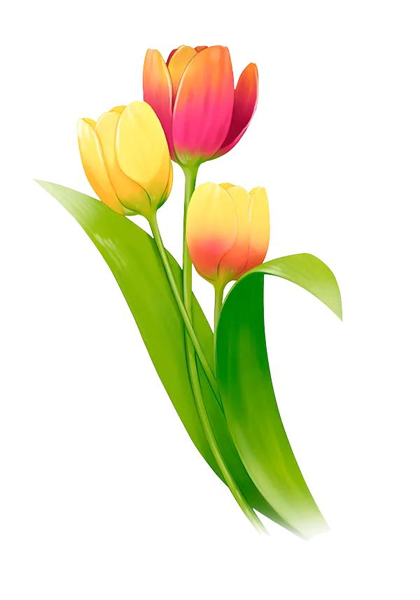 郁金香欣赏,郁金香图片大全大图欣赏