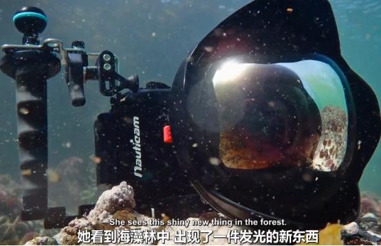 这个男人太大胆，因为夫妻不和谐，转身就爱上了一条章鱼！纪录片