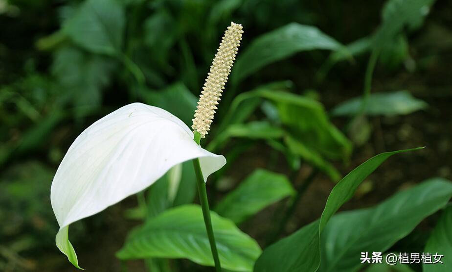 快速消除甲醛可以养哪些花,哪种花吸甲醛好养