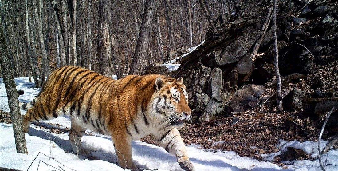 狍子被称为东北第一神兽,东北神兽狍子真的傻吗