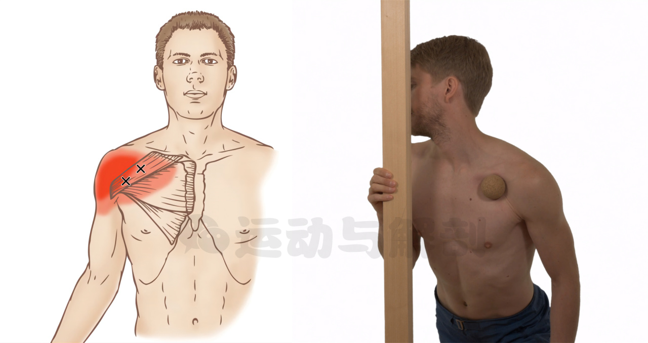 胸大肌太紧了怎么办？切记不要直接拉伸！