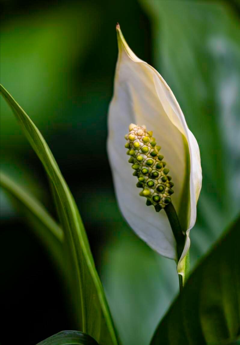 遥借清风览万里,唯有离骚驻世间。端午感怀