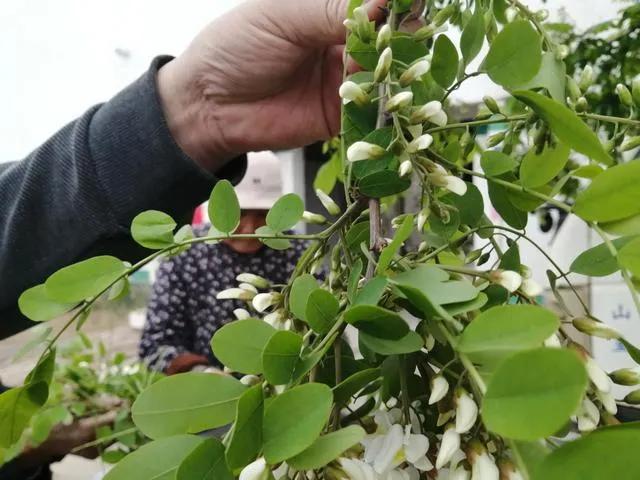 忆老家那棵洋槐树洋槐花盛开阵阵扑鼻香