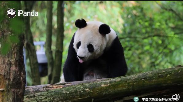 不高的高高和他不白的老婆白云——91年出生的童颜女神大熊猫白云