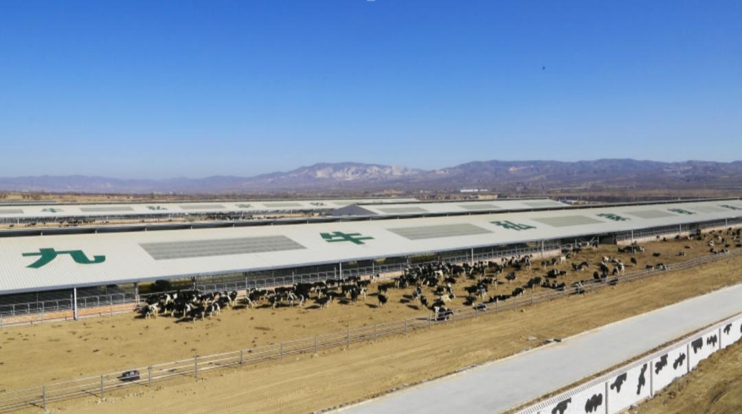 【羚佳设计案例】如何让乳业品牌成为整条街最亮的仔？