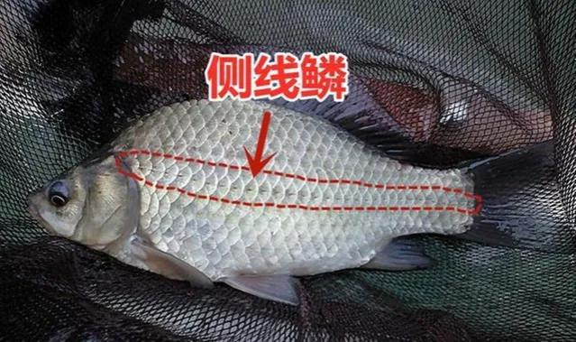 南水水库钓20斤大鲤鱼视频,钓鱼爱好者意外钓起罕见大鲤鱼