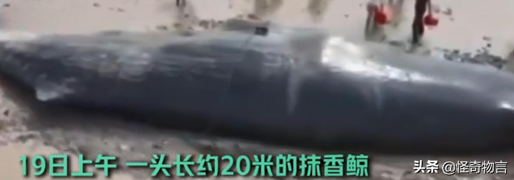鲸鱼为什么会被赶走,鲸鱼大规模搁浅的原因是什么
