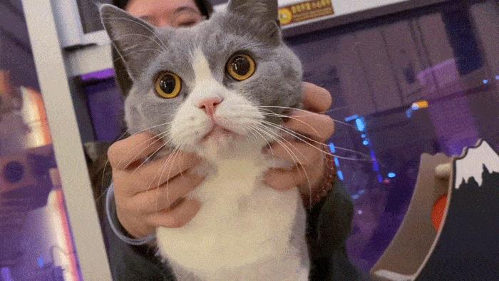 千万不要养这三种宠物猫,宠物店上常见的猫有哪些