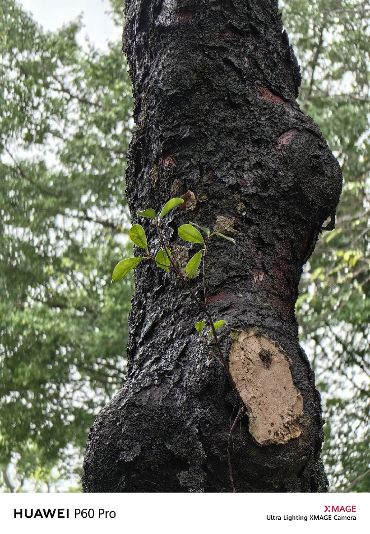 鍗庝负p60pro灞忓箷璇勬祴鎶ュ憡,鍗庝负p60pro娣卞害娴嬭瘎