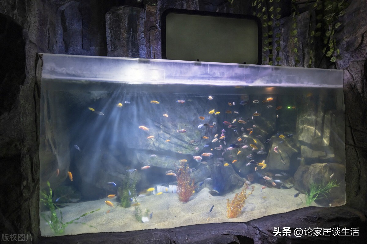 家里鱼缸要怎么布置,家里养鱼如何布置鱼缸
